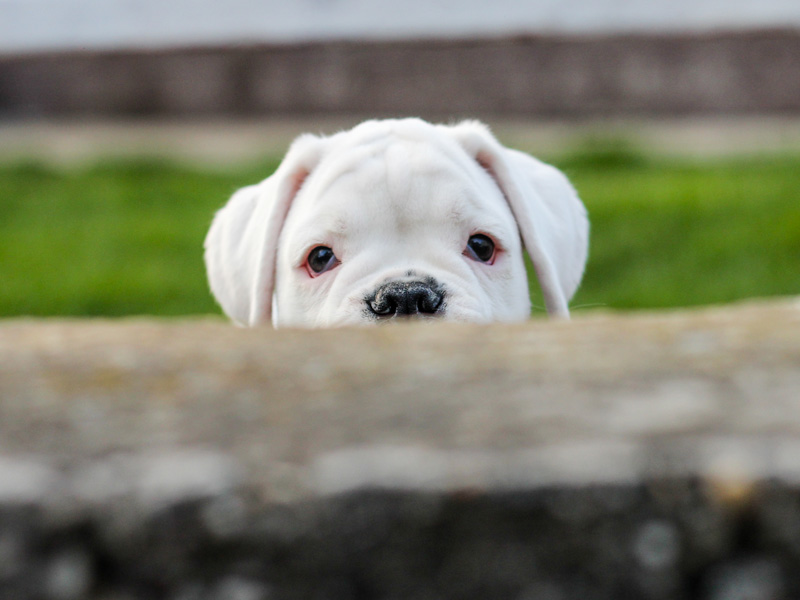 Beautiful white Boxer baby looking over fence