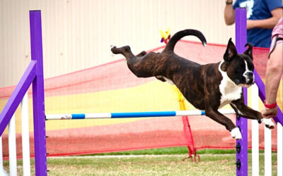 Performance Demonstration at the 2025 Championship Show