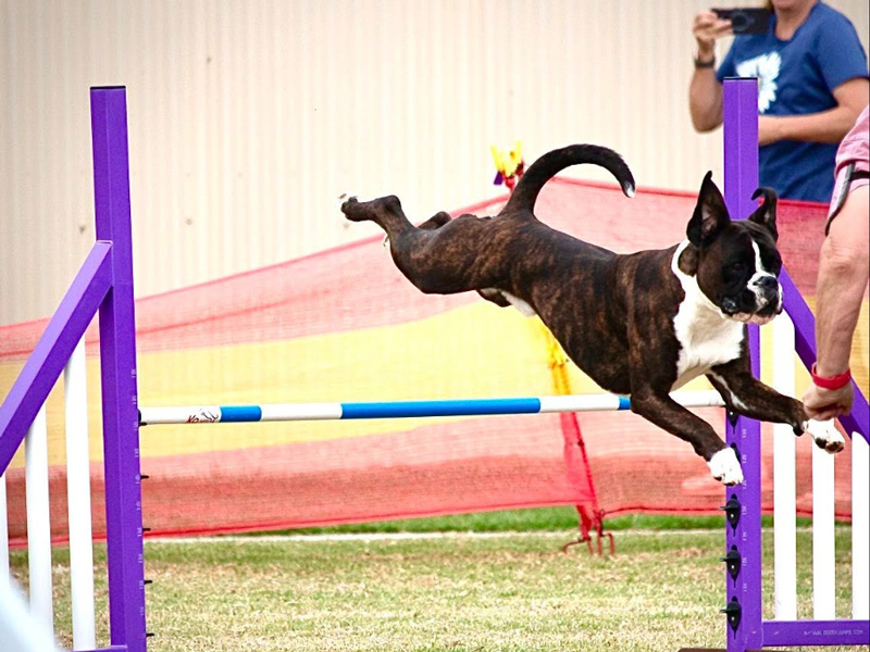 Performance Demonstration at the 2025 Championship Show