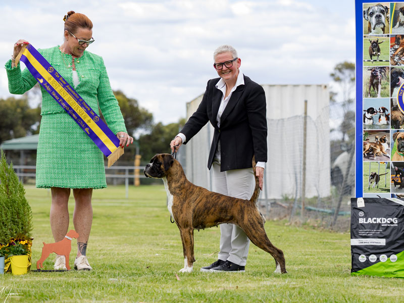 Aus-bred-in-show